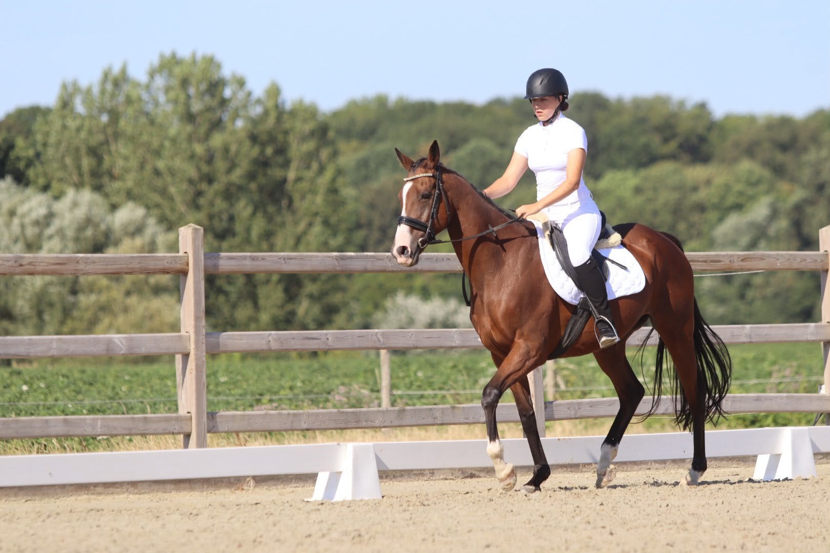 Doreen – lieve 12-jarige merrie van ca. 1,60 m, Merrie, Met stamboom, Zadelmak, 160 tot 165 cm