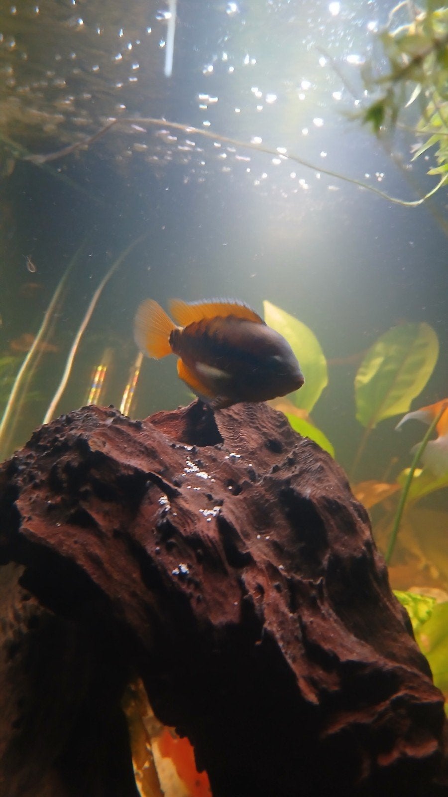 Regenboog cichlid, Dieren en Toebehoren, Vis