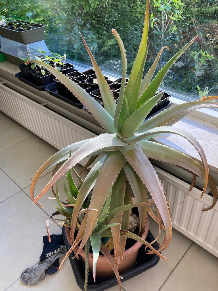 grote Agave plant, Tuin en Terras, Volle zon, Vaste plant, Lente, Ophalen