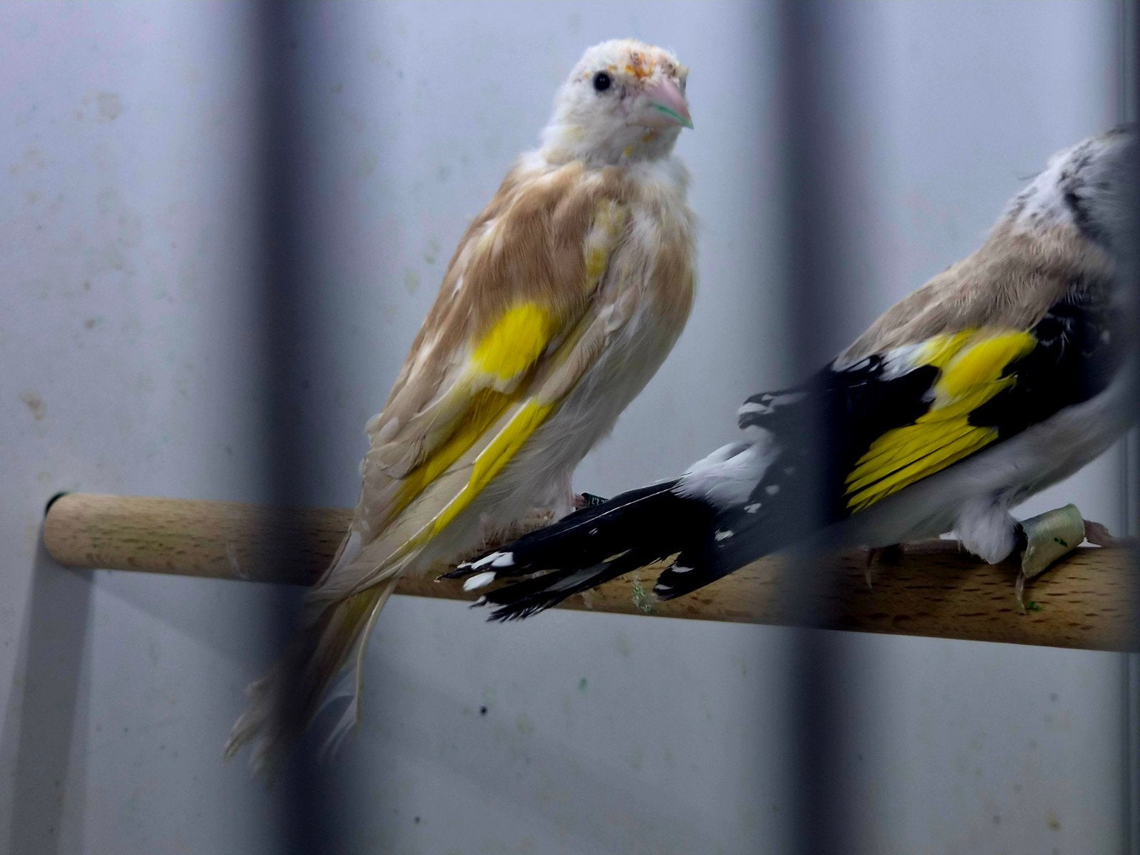 Majoor puttets 2026, Dieren en Toebehoren, Vogels | Overige Vogels, Meerdere dieren, Wildzangvogel, Geringd