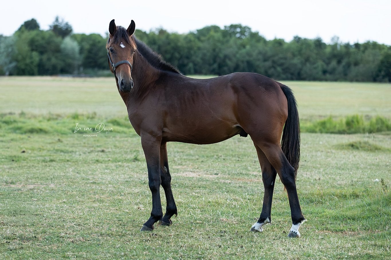 Stamboek jaarling New Forest hengst, Dieren en Toebehoren, E pony (1.48m - 1.57m), Met stamboom, Dressuurpony, 0 tot 2 jaar