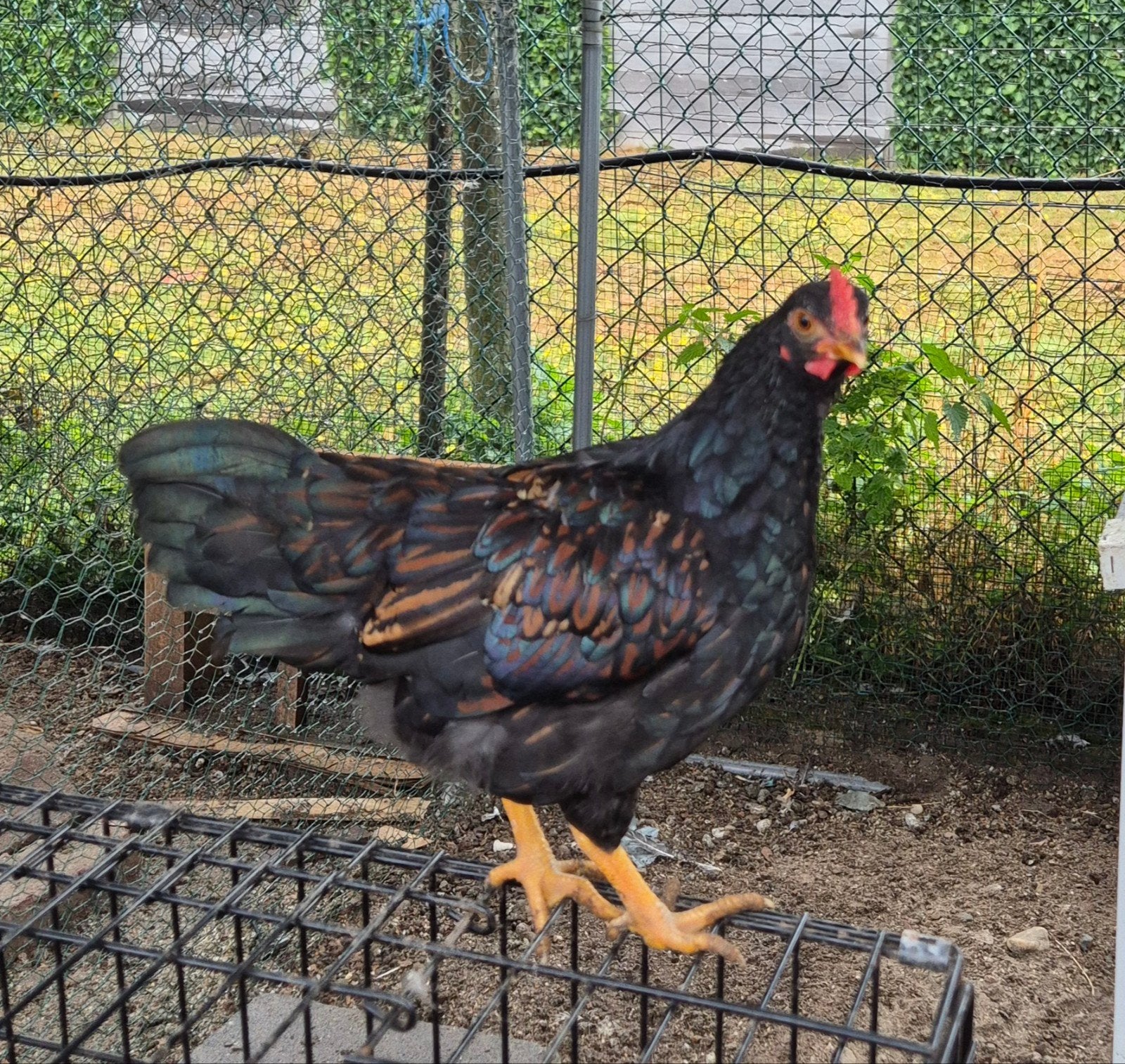 Prachtig Barnevelder kriel haantje dubbelgezoomd, Dieren en Toebehoren, Mannelijk, Kip