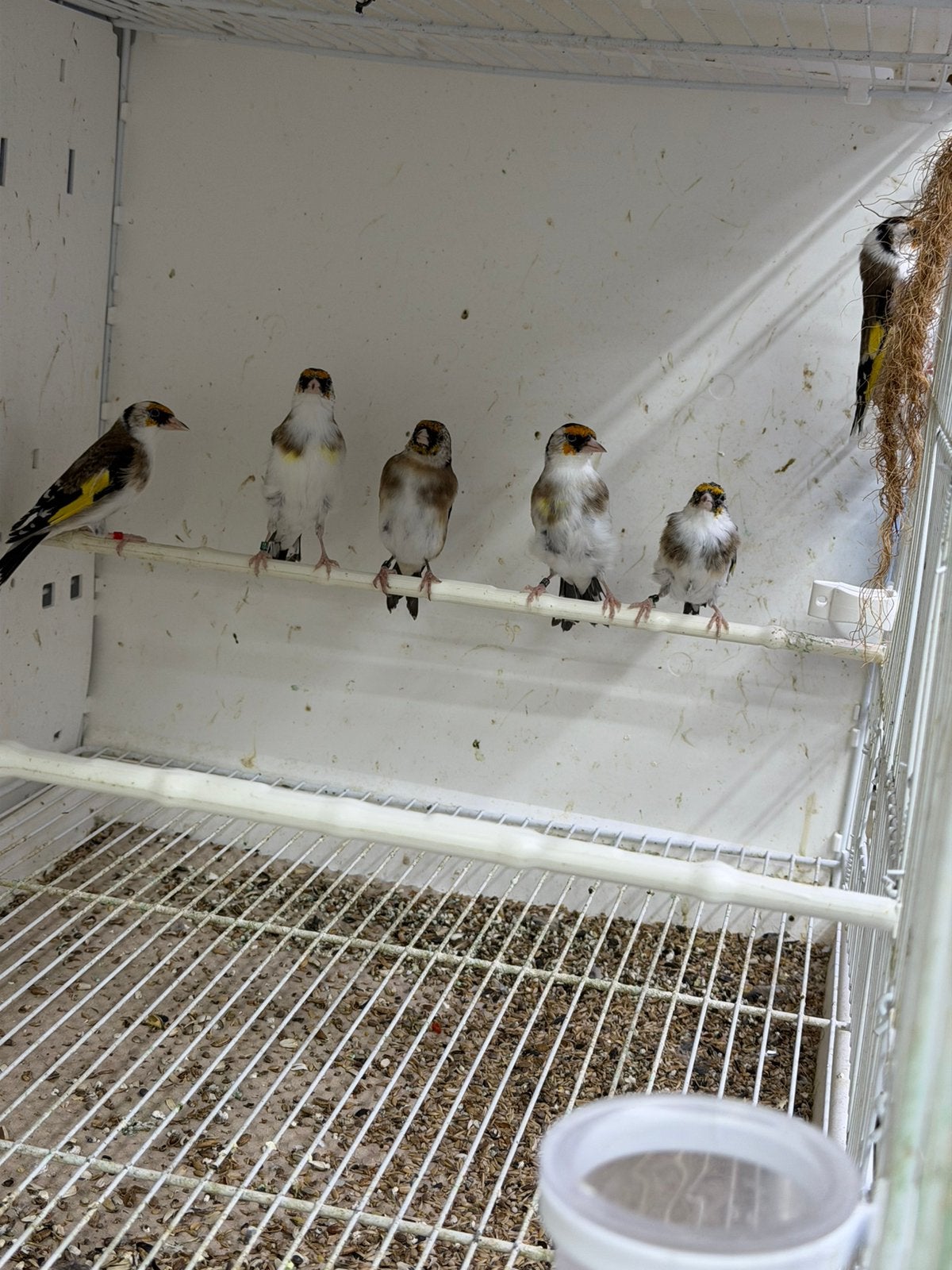 Parva putters  kans berlato, Meerdere dieren, Wildzangvogel