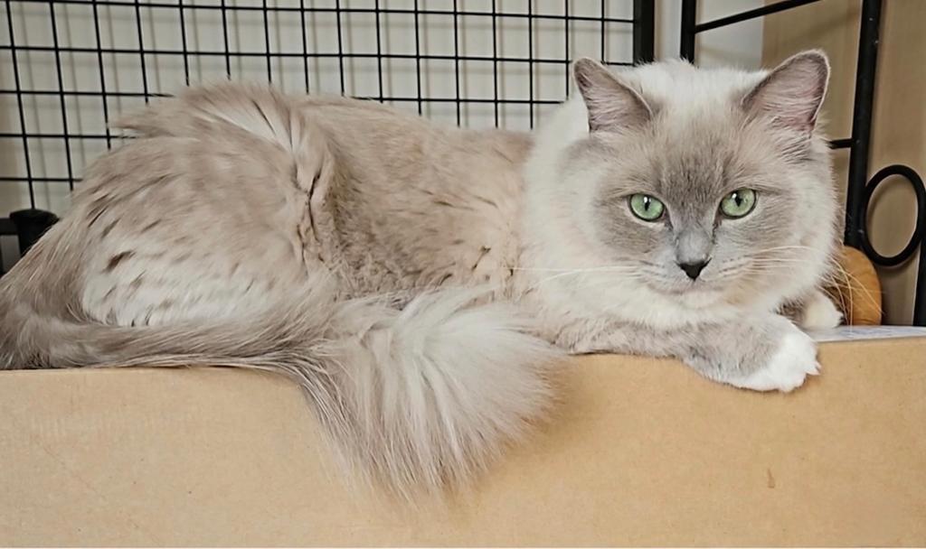 Ragdoll Kittens, Geslacht onbekend, Ontwormd