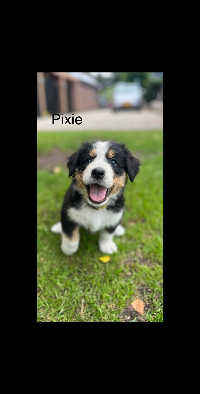 Berner sennen pup, Parvo, 8 tot 15 weken, Groot, Meerdere