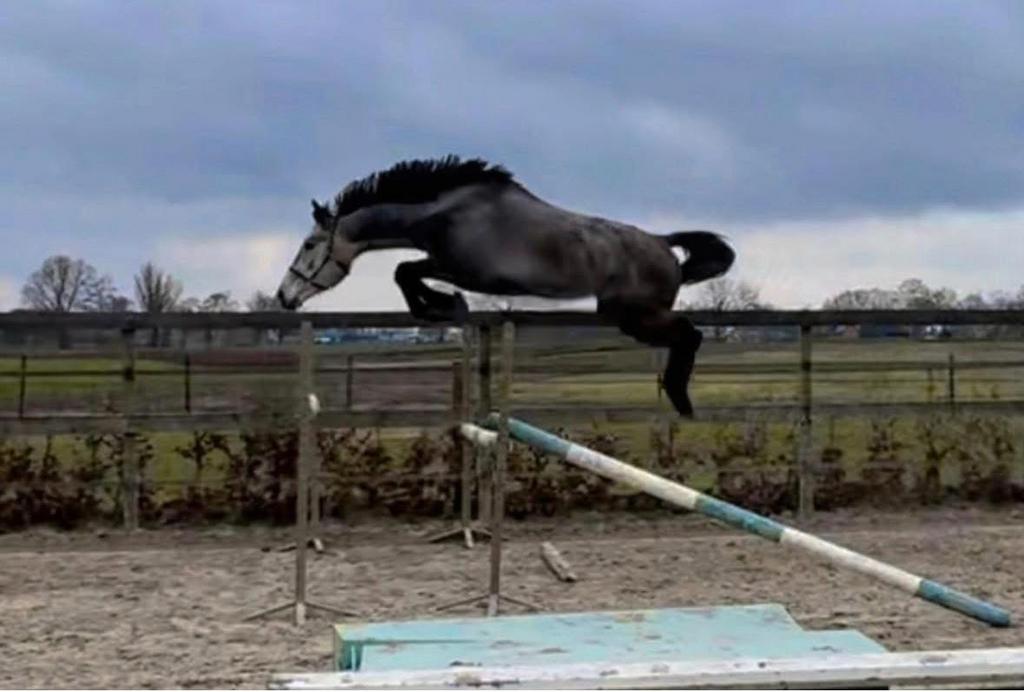 🚀Zeer brave  schimmel merrie (spring/fok)top stam🚀!!, Dieren en Toebehoren, Paarden, Merrie, Springpaard, Met stamboom, Zadelmak