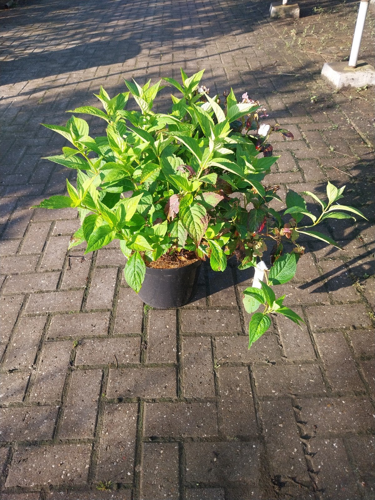Hydrangea Serrata 'Bluebird' - Japanse Berg Hortensia, Tuin en Terras, Vaste plant, Halfschaduw, Zomer, Ophalen