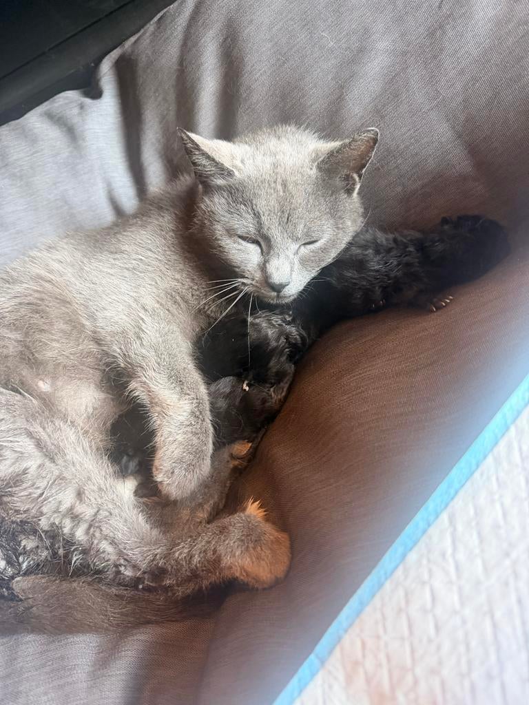 Nestje kittens!, Meerdere dieren, Ontwormd