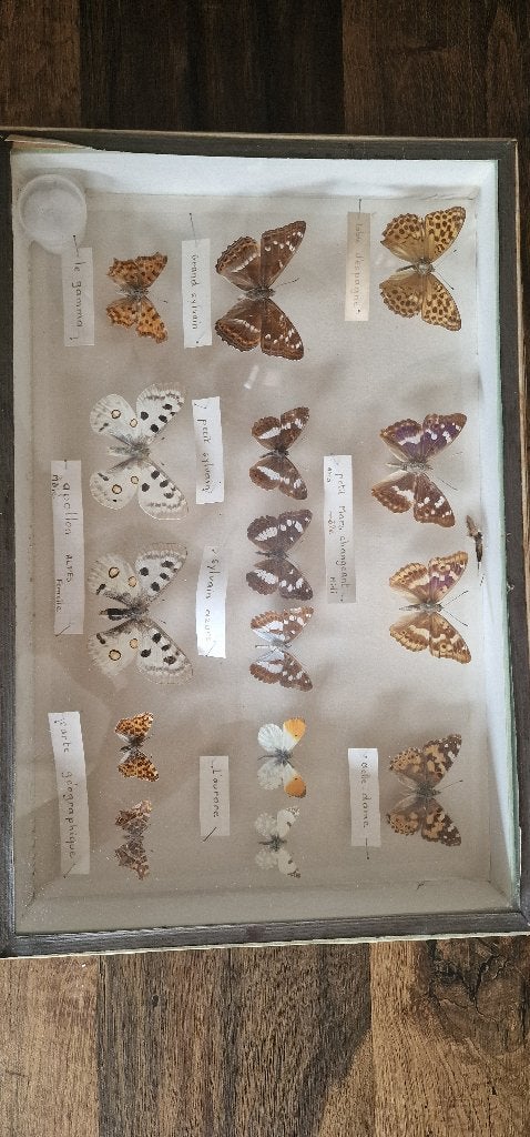Opgezette vlinders, Ophalen of Verzenden, Zo goed als nieuw, Insect, Opgezet dier