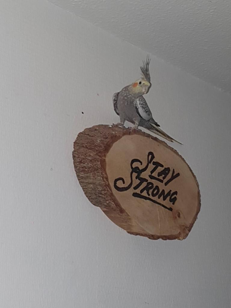 Valkparkiet, Dieren en Toebehoren, Vogels | Overige Vogels, Meerdere dieren, Tam