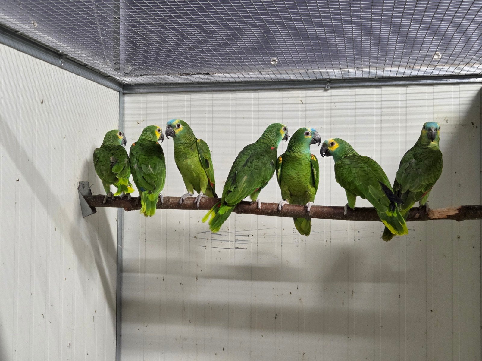 Blauwvoorhoofd amazones, Meerdere dieren