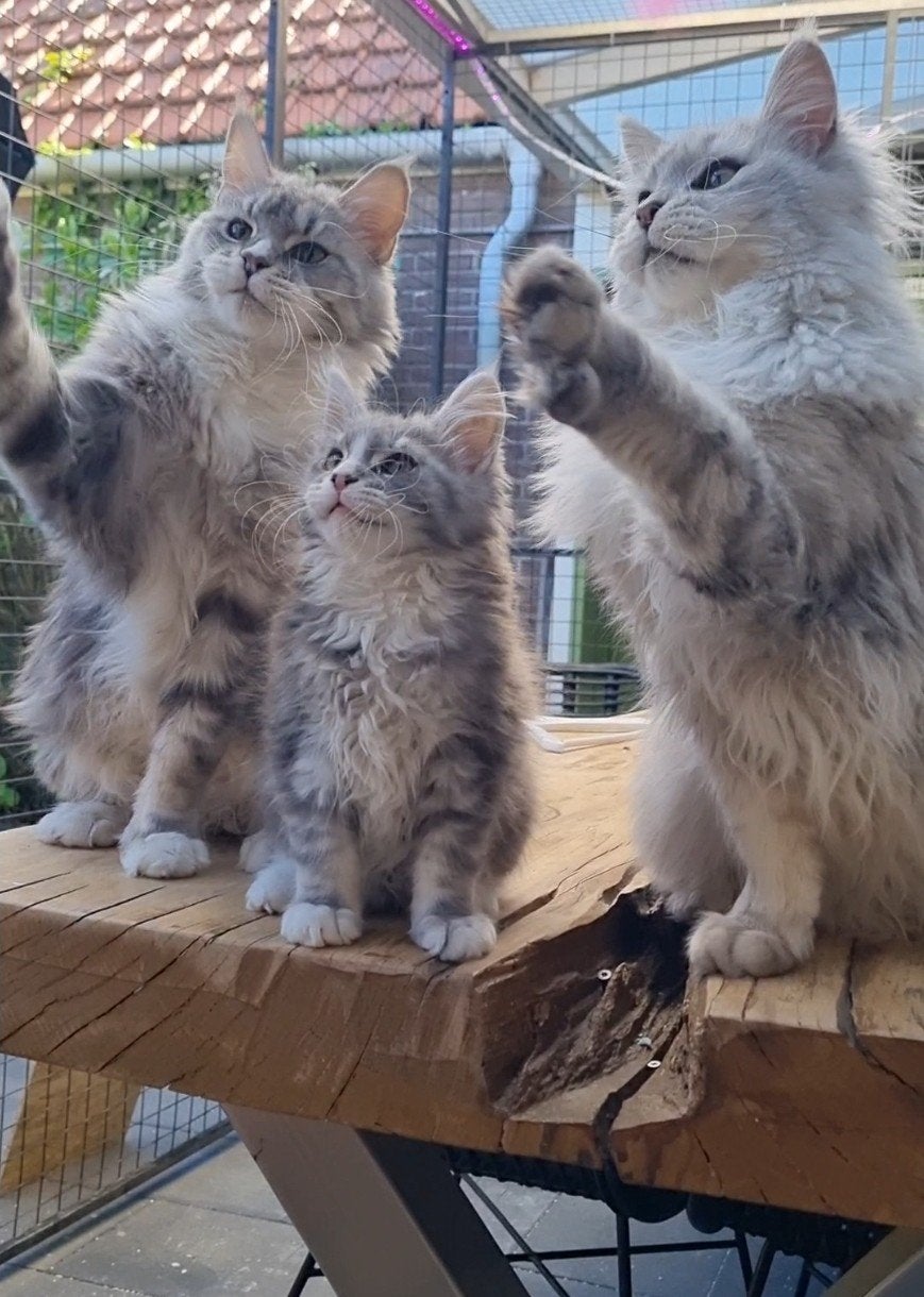 Schitterend Maine Coon poesje beschikbaar, Dieren en Toebehoren, Poes, Met stamboom, 0 tot 2 jaar