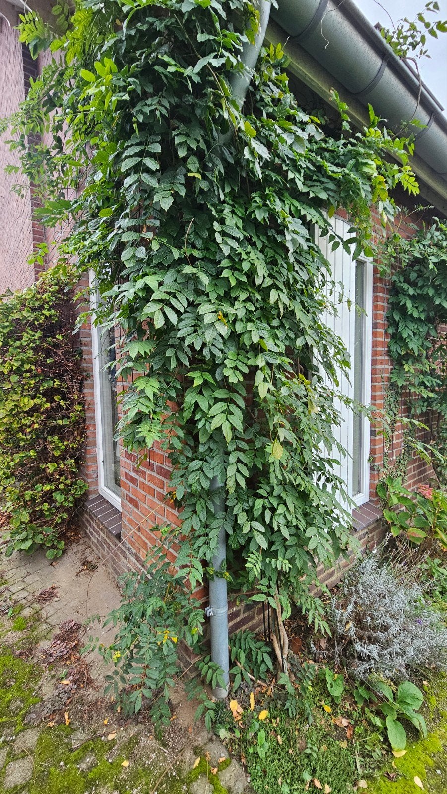 Blauweregen (Wisteria) - Prachtige Klimplant, Ophalen, Volle zon, Vaste plant, Klimplanten
