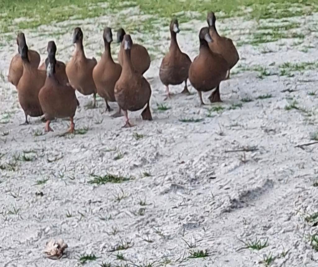 Broed eieren khaki campbell, Dieren en Toebehoren, Pluimvee, Geslacht onbekend, Eend