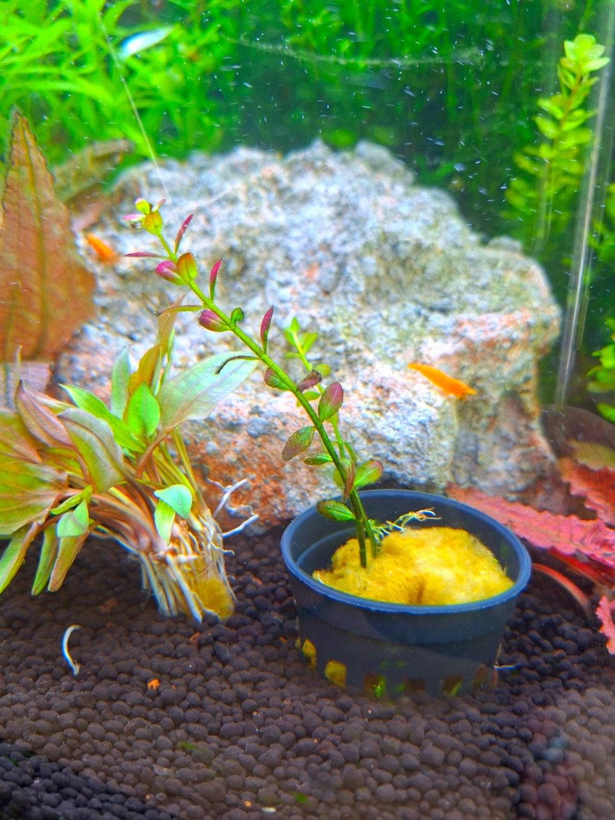 Rotala Florida zeldzaam, Ophalen of Verzenden, Plant(en), Steen of Hout