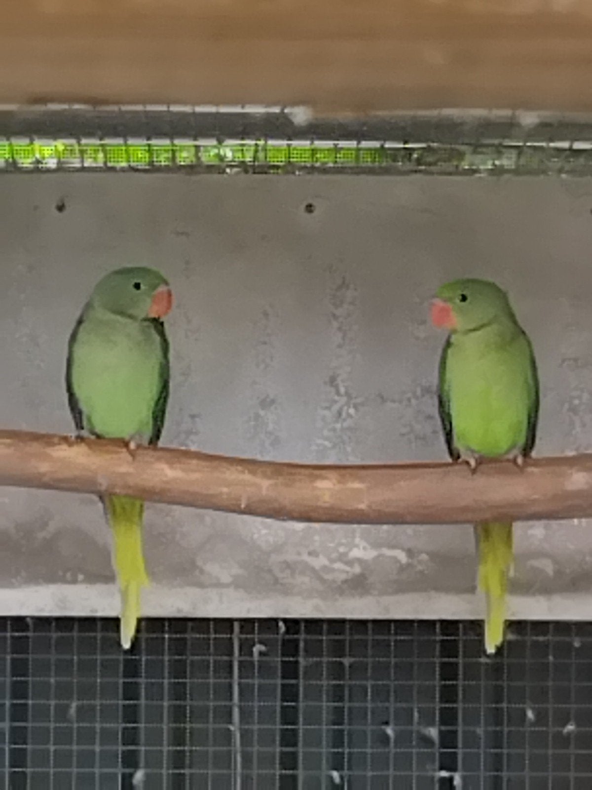Alexander parkietjes  10 wk 2 voor 185 €, Dieren en Toebehoren, Vogels | Parkieten en Papegaaien, Meerdere dieren, Parkiet, Geringd