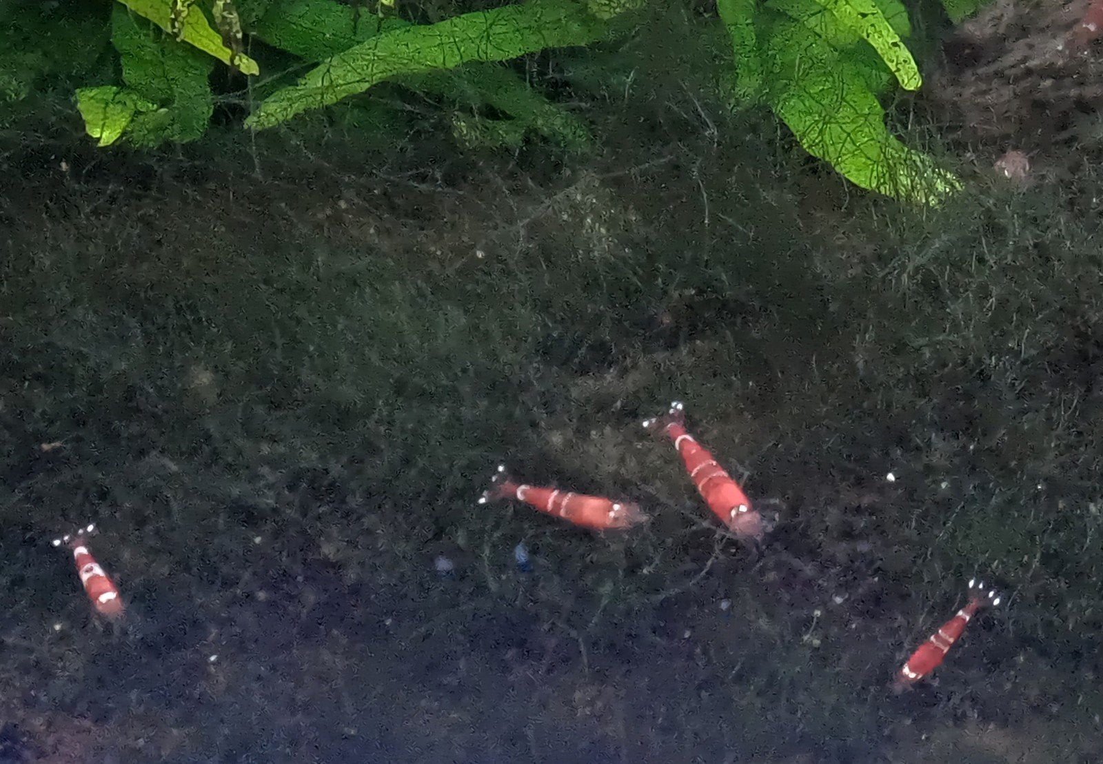 Lichtrode garnalen, Kreeft, Krab of Garnaal