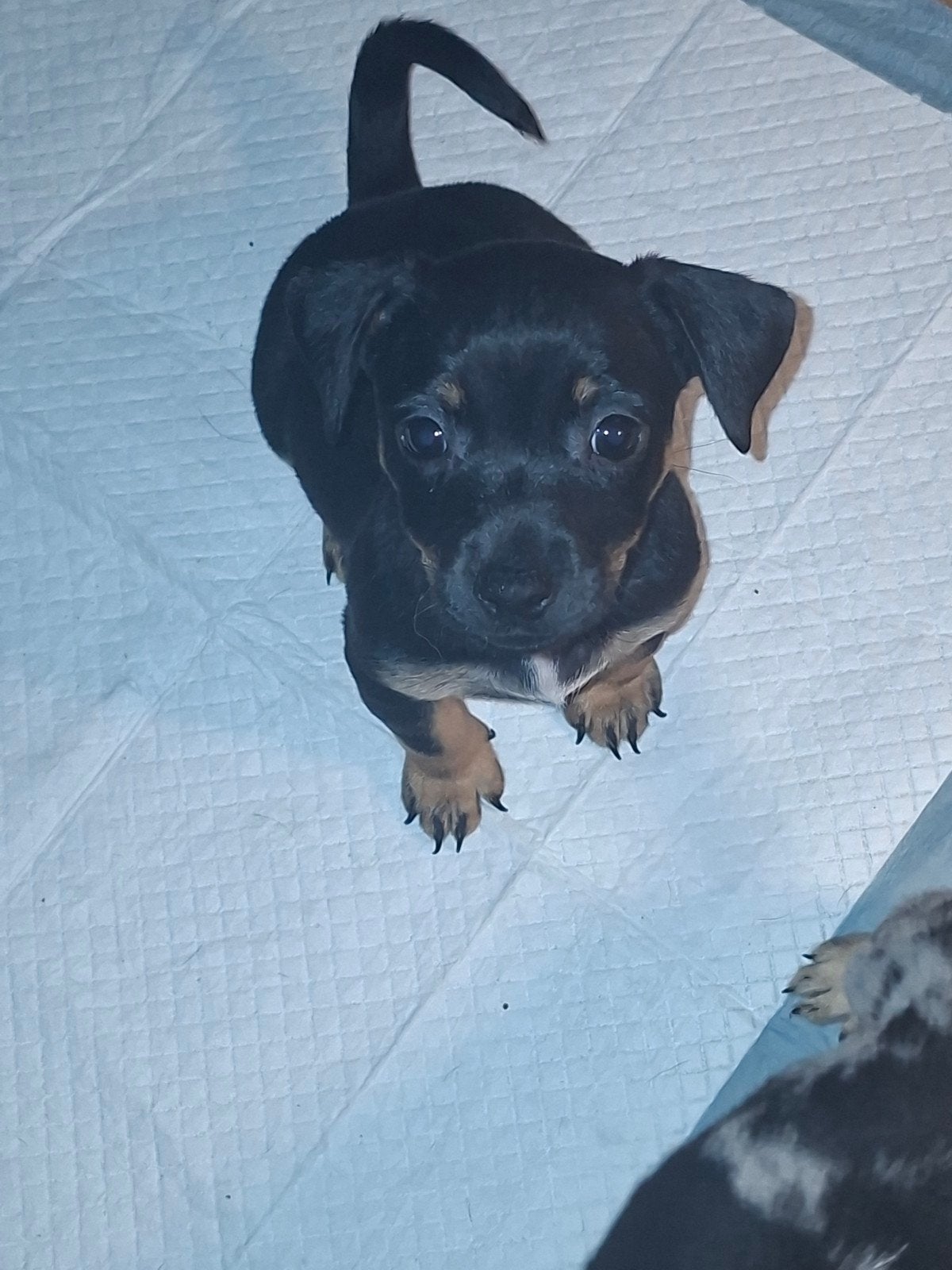 laag benige kruising jackrussel 1/3 chihuaua, Dieren en Toebehoren, Jack Russell Terriër, 8 tot 15 weken, Meerdere, Meerdere dieren