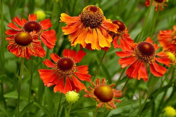Helenium 'Moerheim Beauty' / Zonnekruid gekweekt in P9 pot, Ophalen of Verzenden, Overige soorten, Halfschaduw