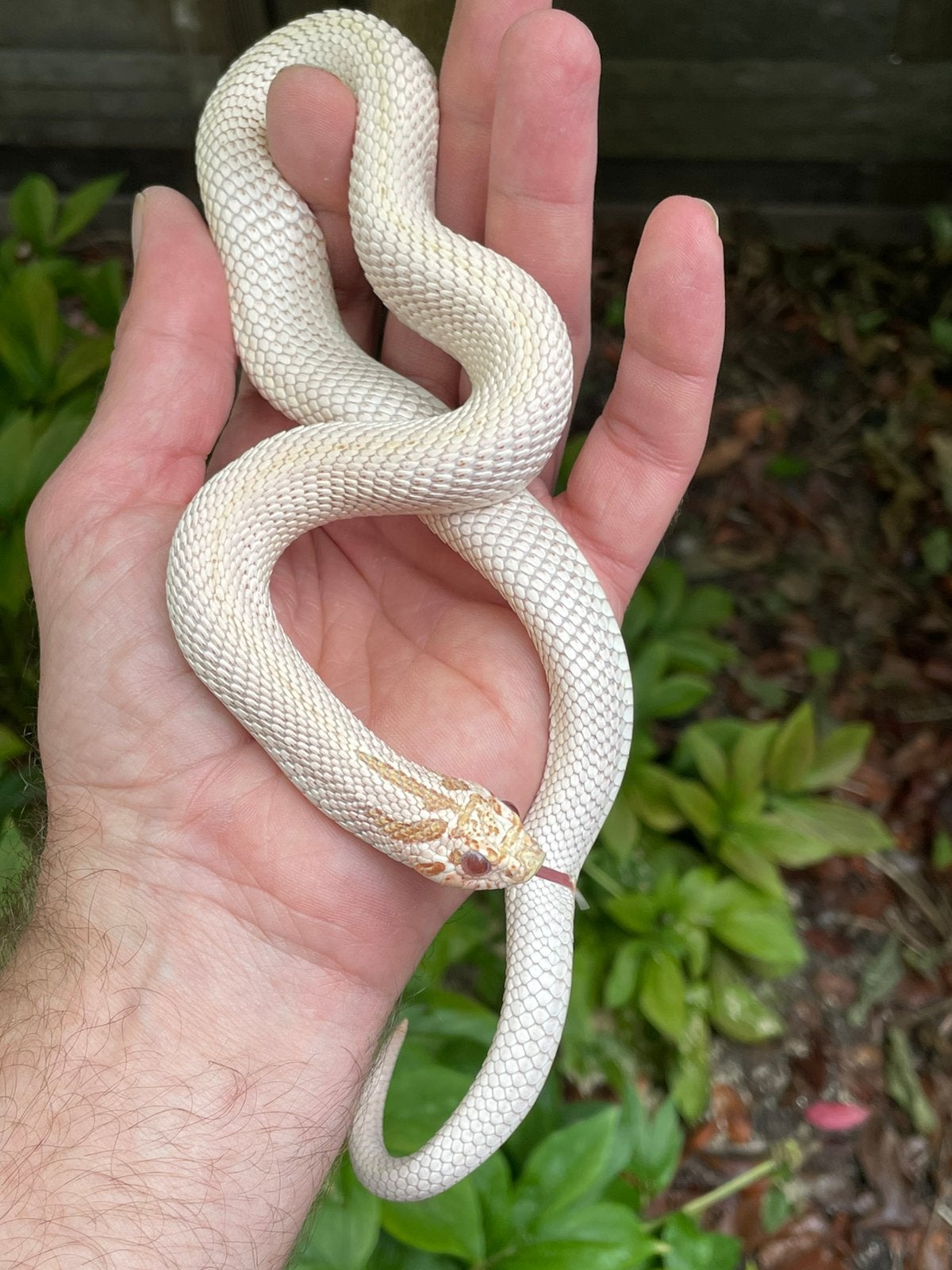 1.0 heterodon nasicus ALBINO SASC 2023, Slang, Tam, 3 tot 6 jaar