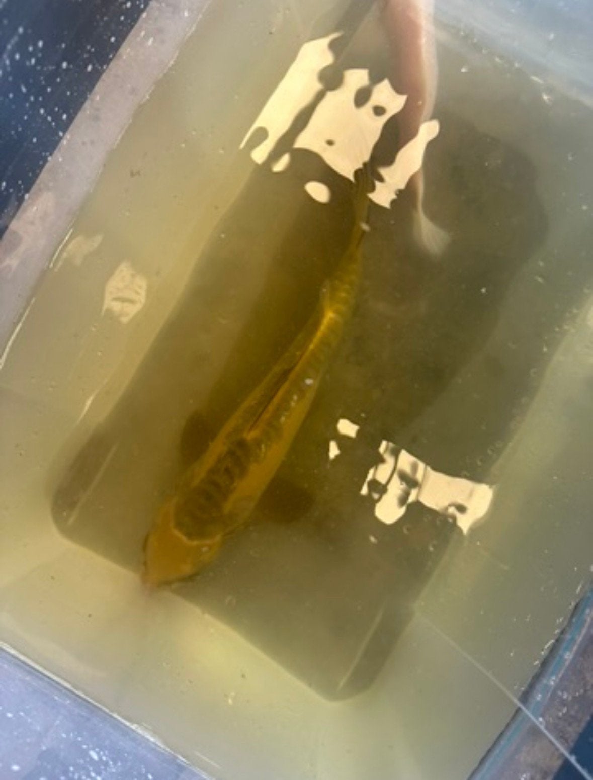 Ghost koikarper (japans), Karper of Koi