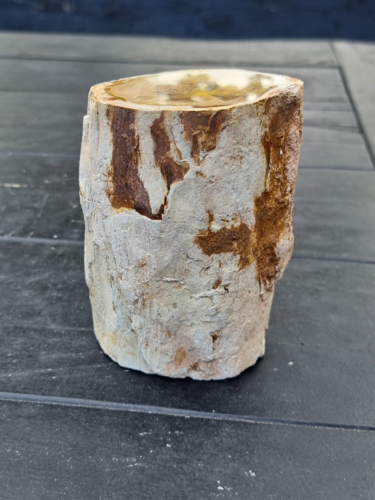 versteend hout, Ophalen of Verzenden, Fossiel