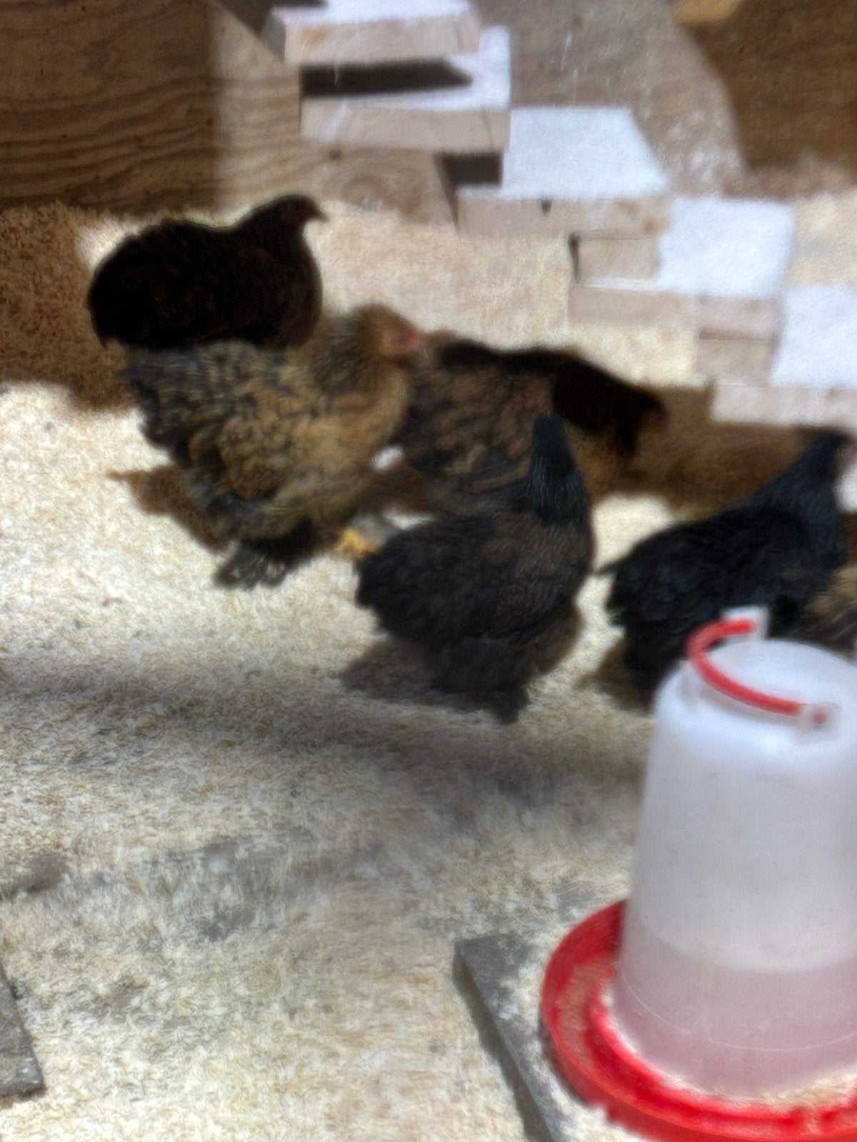 Cochins te koop, Mannelijk, Kip