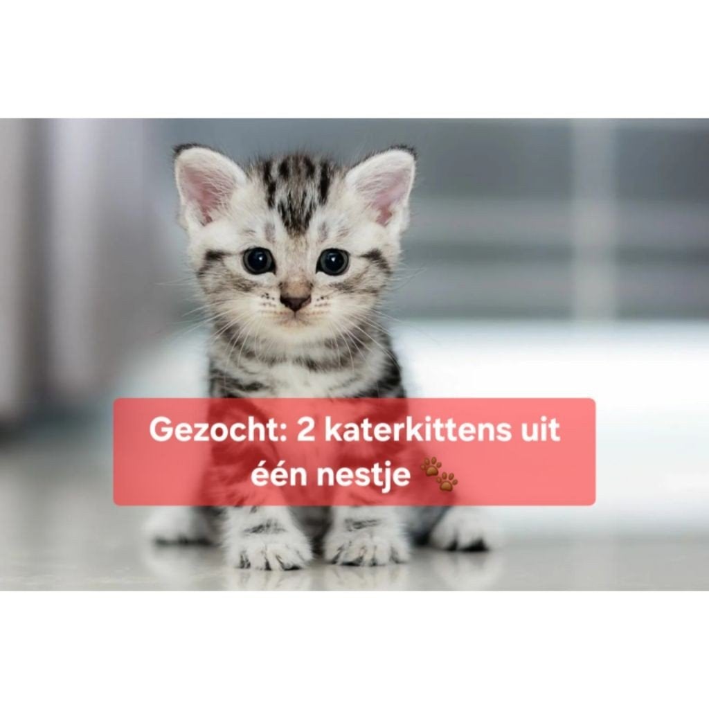 Gezocht: 2 katerkittens uit één nestje, Kater, 0 tot 2 jaar