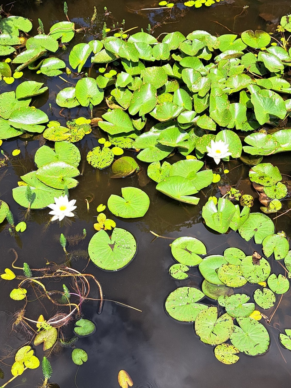 Mooie grote toeven waterlelies, Tuin en Terras, Ophalen