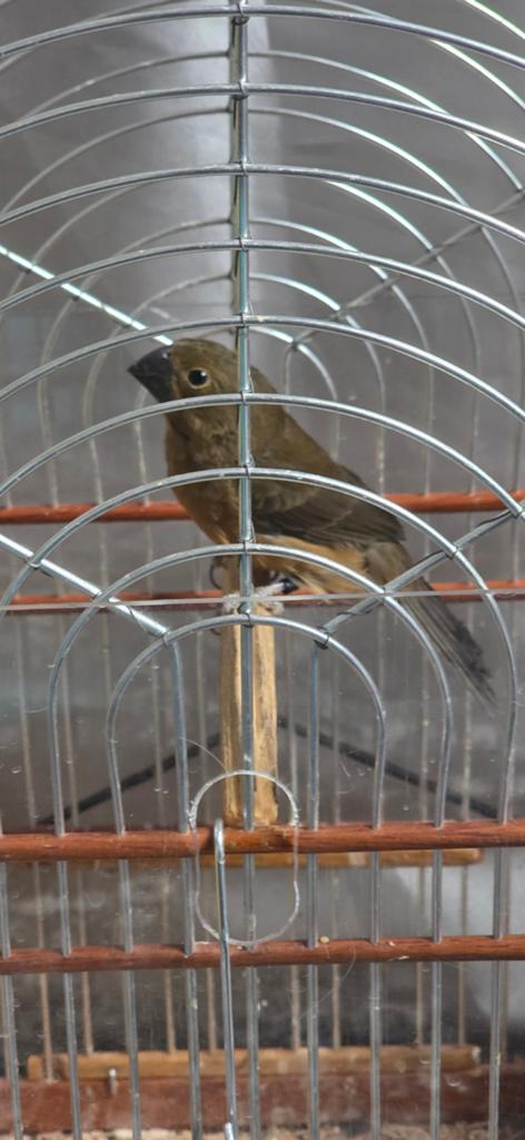 Twatwa jongman 8 maanden oud, Dieren en Toebehoren, Vogels | Overige Vogels, Mannelijk