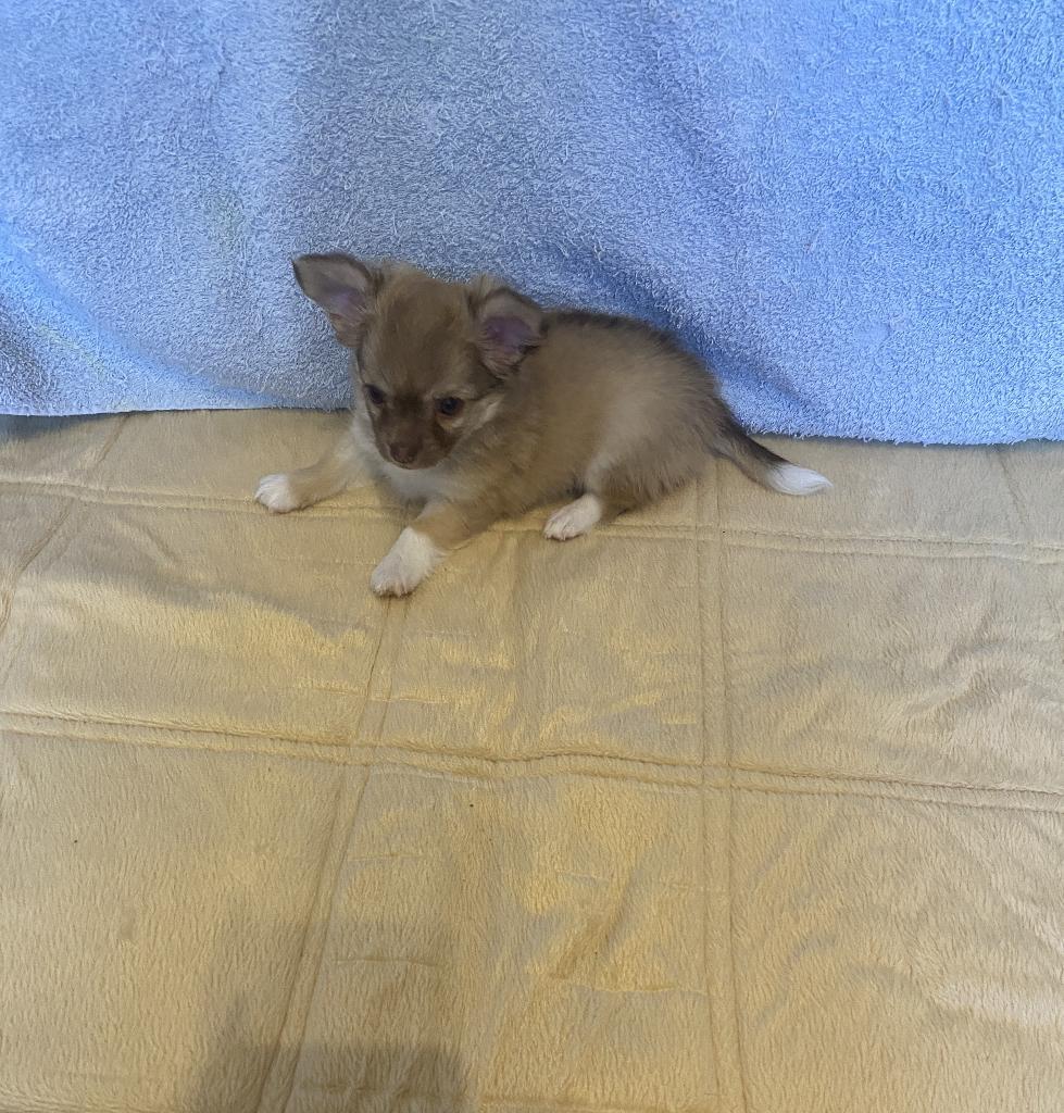 lief  langharige chihuahua reutje, Dieren en Toebehoren, Honden | Chihuahua's en Gezelschapshonden, Parvo, Reu, 8 tot 15 weken