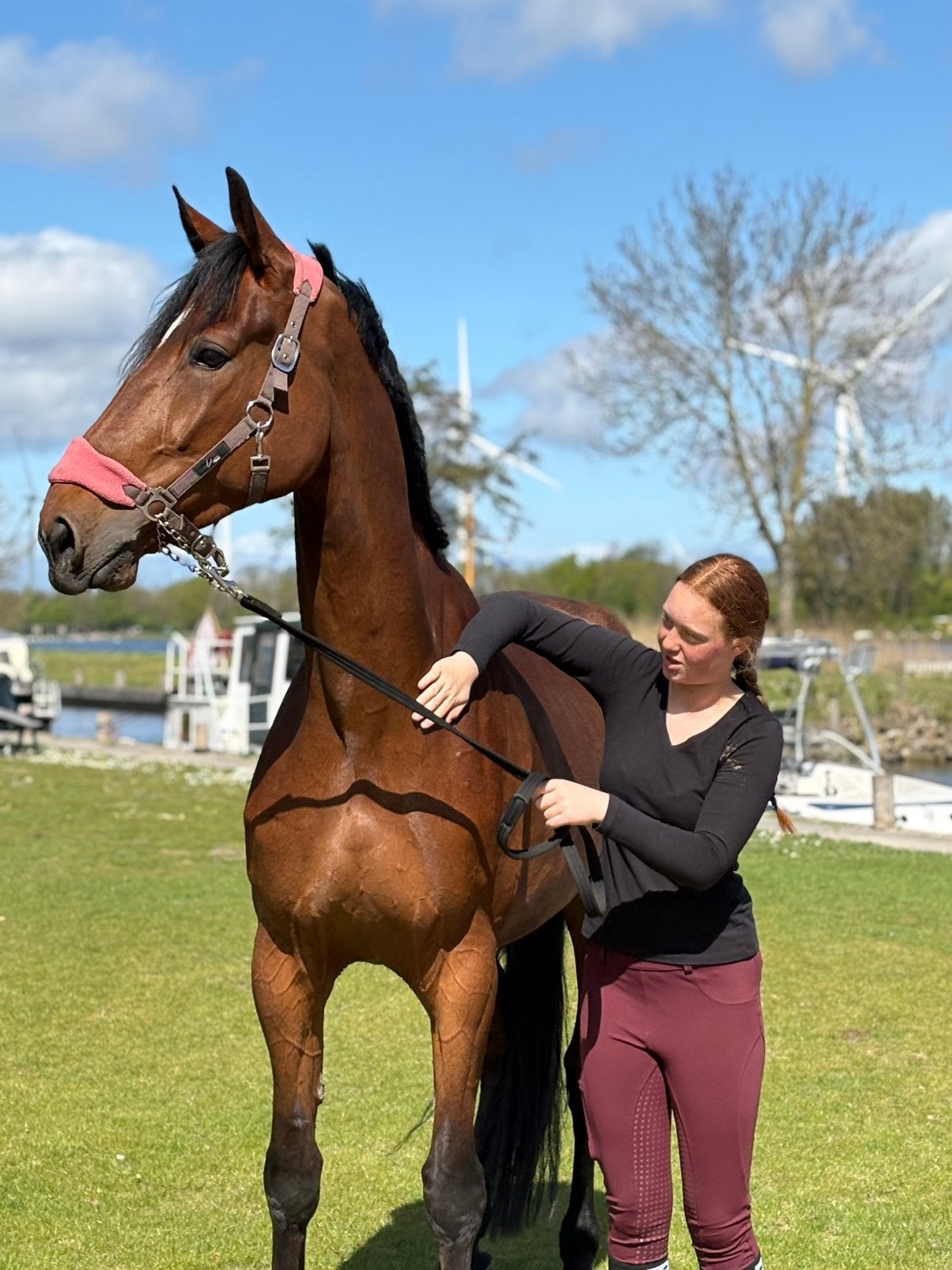 Lieve eerlijke franse draver, Dieren en Toebehoren, Gechipt, B, Ruin, Recreatiepaard