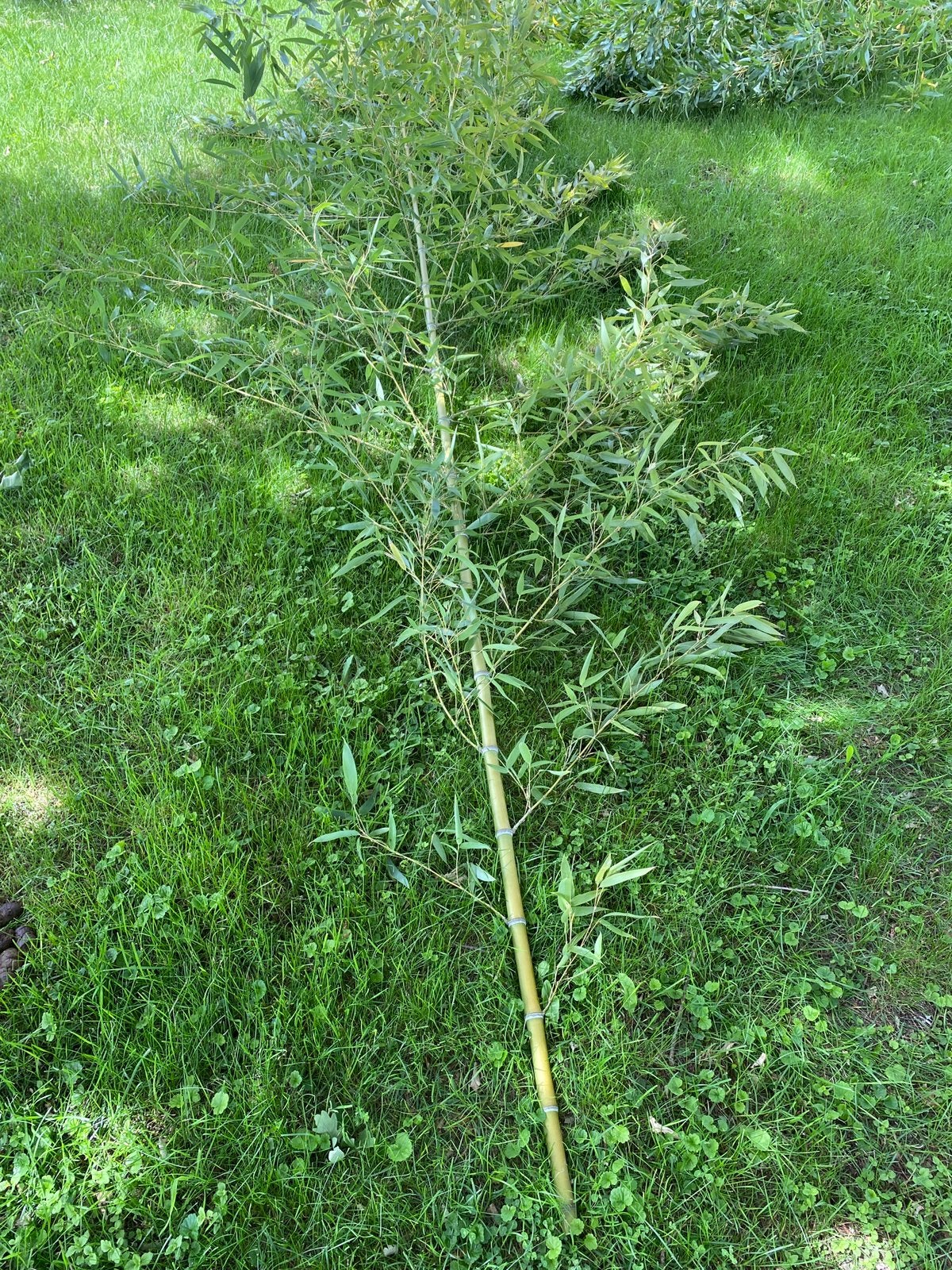 Grote dikke lange bamboestengels moestuin-knutselen-deco, Ophalen, Bamboe, 100 tot 250 cm