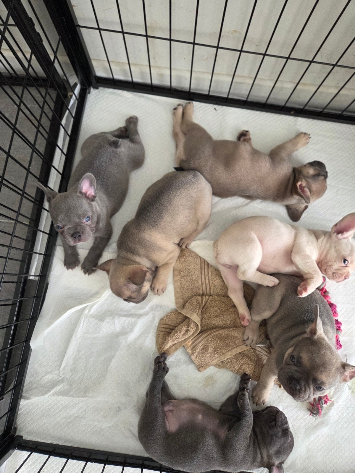 Franse Bulldog, Dieren en Toebehoren, Honden | Bulldogs, Pinschers en Molossers, België, Fokker | Hobbymatig, 8 tot 15 weken, Bulldog