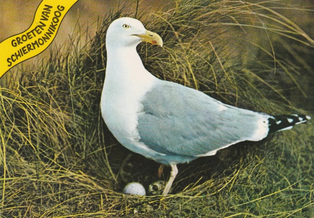 SCHIERMONNIKOOG Meeuw Groeten, Verzenden, 1960 tot 1980, Ongelopen, Waddeneilanden