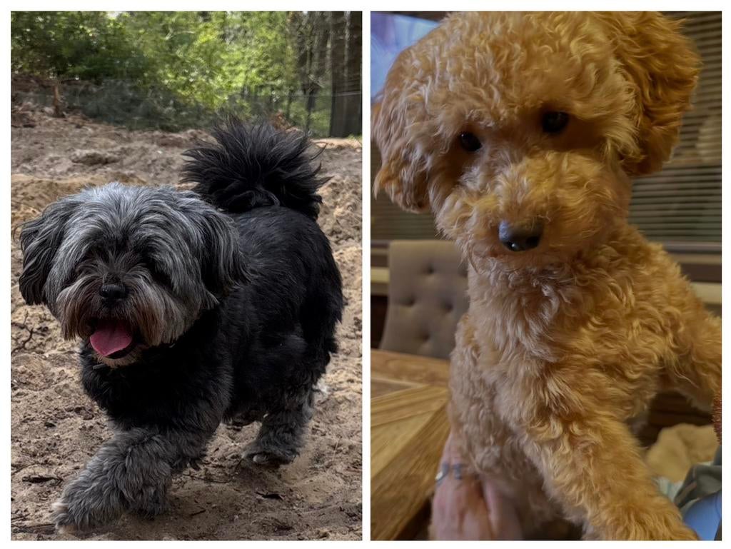 Lhasa apso / toy poedel pups, Parvo, 8 tot 15 weken, Geslacht onbekend, Meerdere