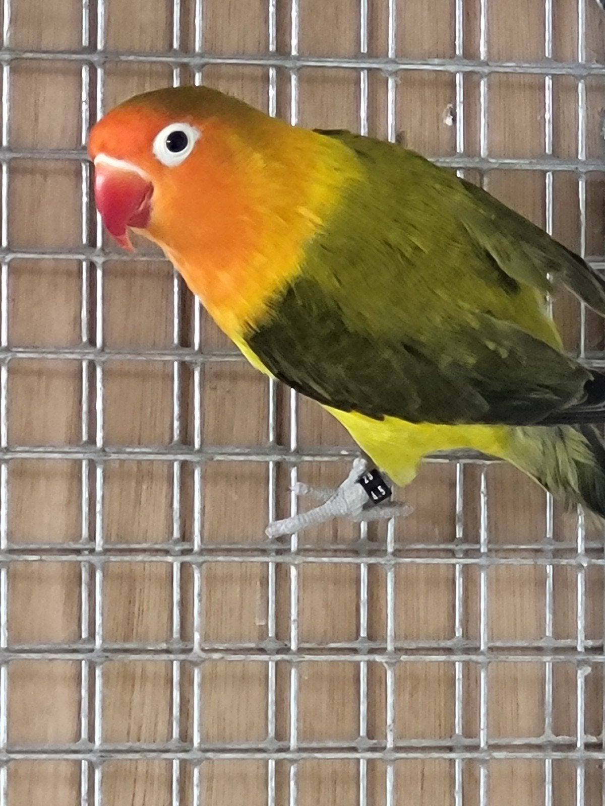 agapornis fischeri, Geslacht onbekend, Dwergpapegaai of Agapornis