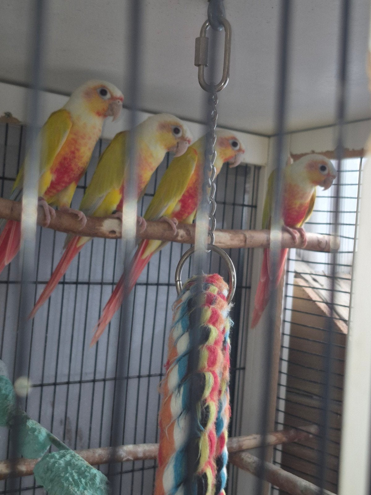 2 pyrrhura molinae, Geslacht onbekend, Geringd