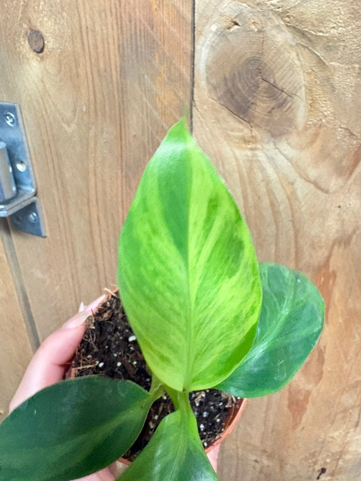 Musa cavendish plant variegata aurea yellow mint, Ophalen of Verzenden, Halfschaduw, Minder dan 100 cm