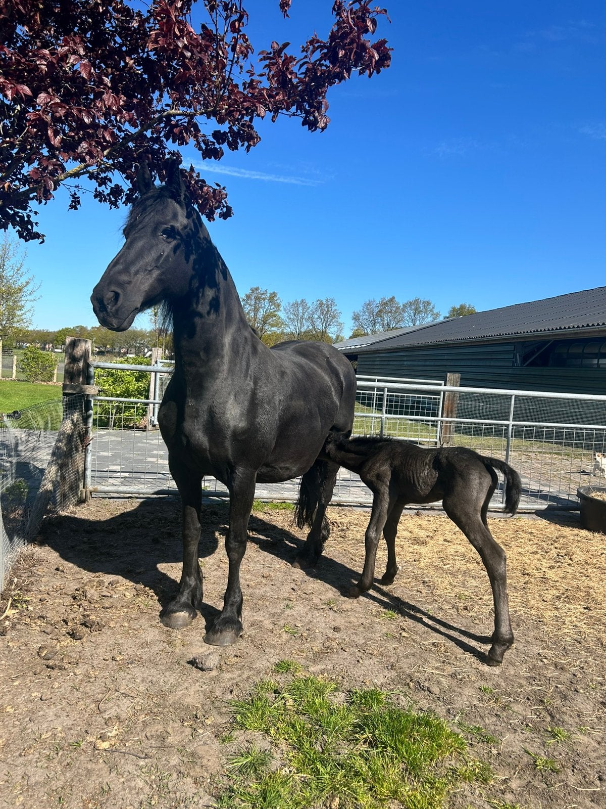 Knappe Barock Pinto merrie!, Merrie
