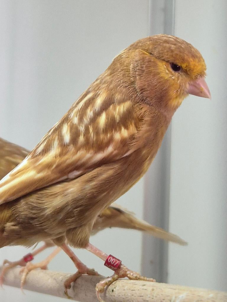 Kanarie pheao gezocht, Dieren en Toebehoren, Vogels | Kanaries, Vrouwelijk, Kleurkanarie