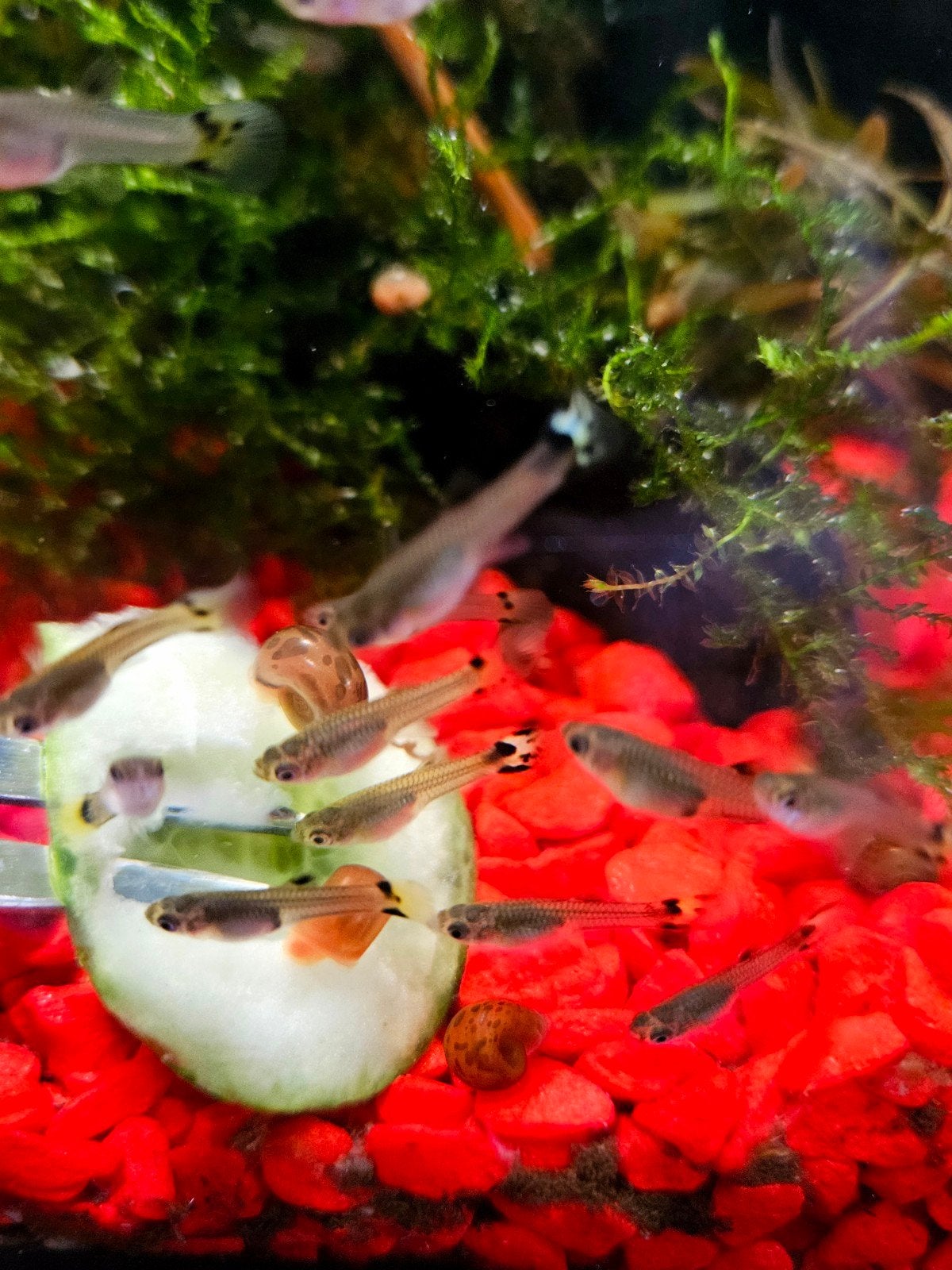 Guppys - Guppie - Gup - 10 stuks 5 euro, Dieren en Toebehoren, Karper of Koi