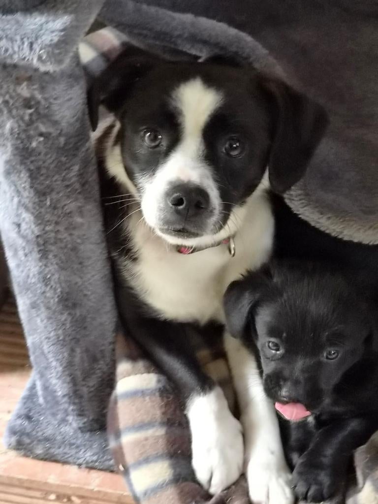 Elara verdient een warme mand. Vanaf 30 juli in Lelystad, Dieren en Toebehoren, Honden | Niet-rashonden, Handelaar, 1 tot 2 jaar
