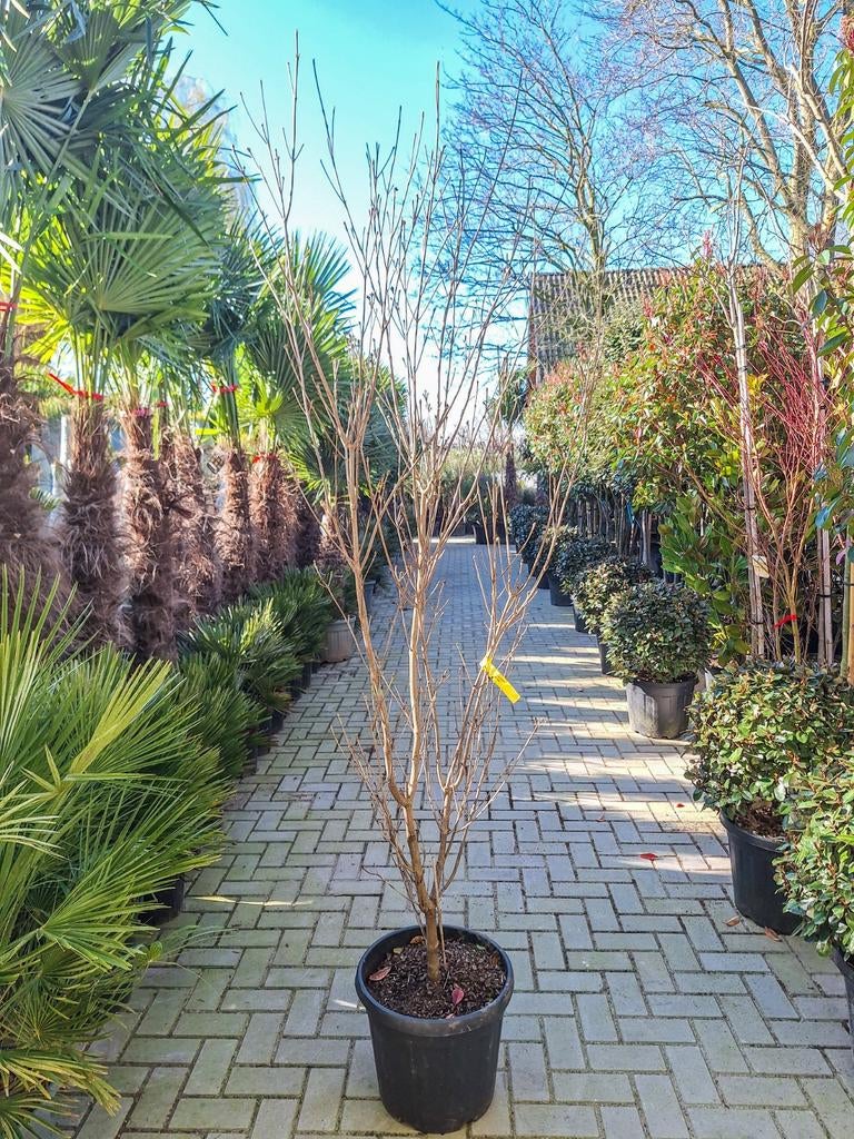 Cornus Kousa, Kornoelje, Overige soorten, 100 tot 250 cm, Zomer, Ophalen