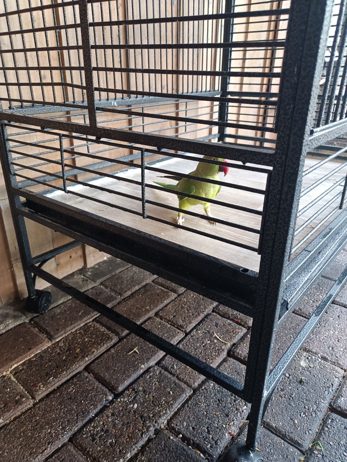 tamme halsbandparkiet met grote kooi., Dieren en Toebehoren, Vrouwelijk, Parkiet, Tam