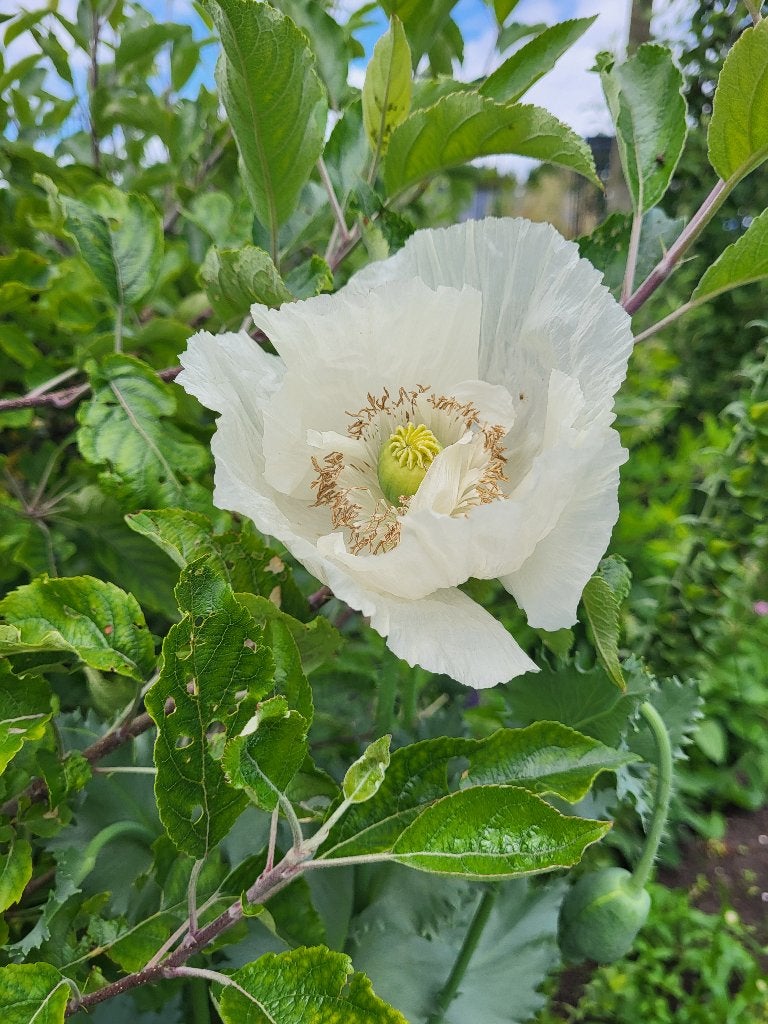 Zaden Papaver Sissinghurst white, Verzenden, Volle zon