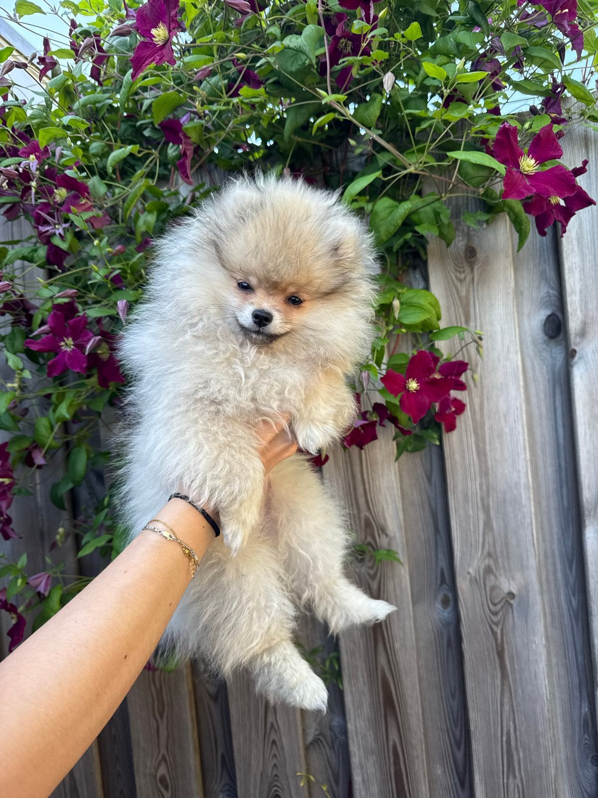 Pomeriaan teefje beige, Parvo, Keeshond, 8 tot 15 weken, Teef