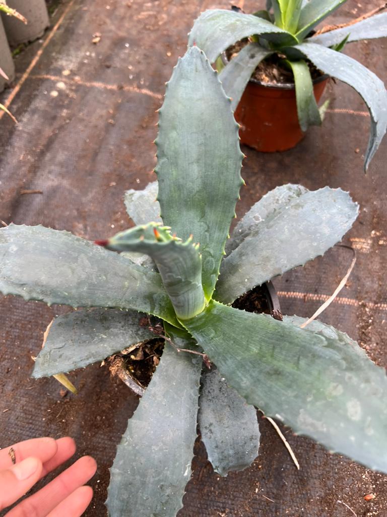 Agave blauw, Dieren en Toebehoren