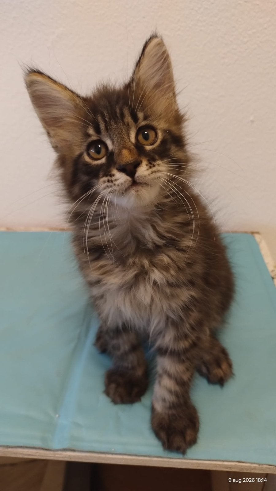 Maine Coon Oreo met aerodynamische antenne zoekt een huisje, Kater, Gechipt, 0 tot 2 jaar