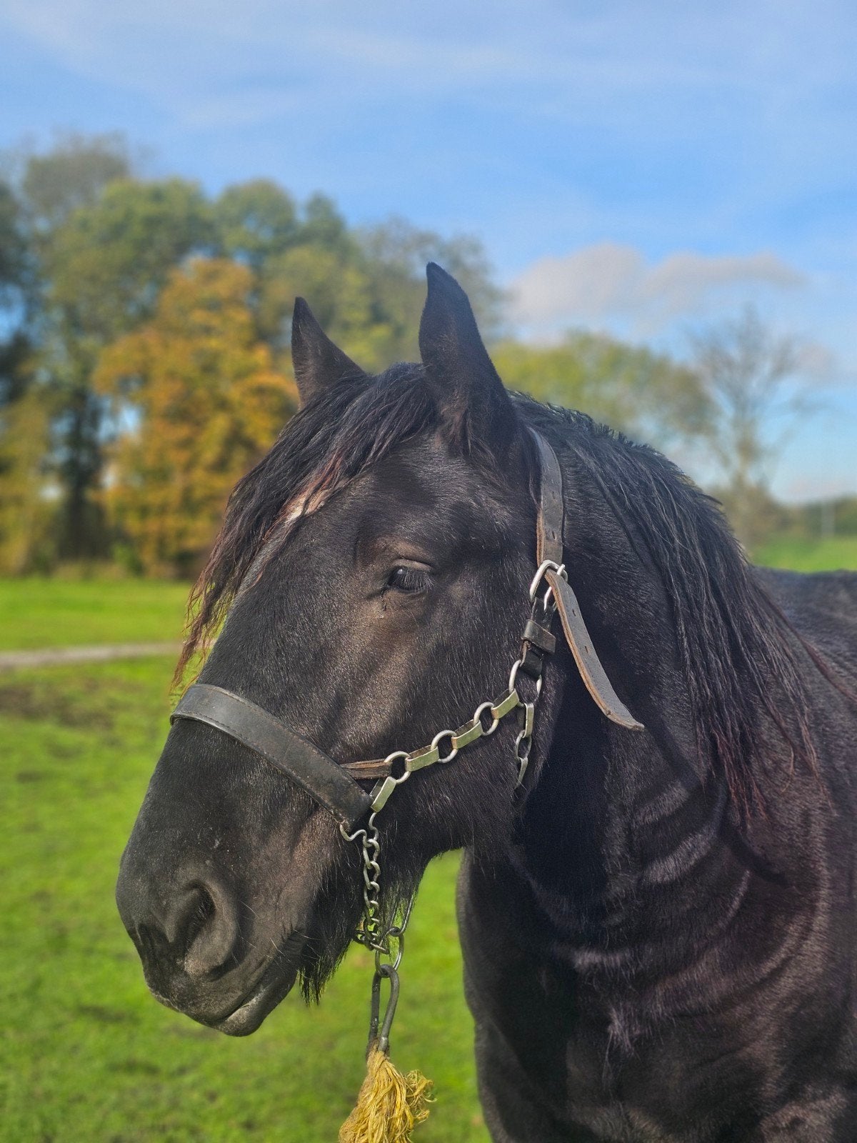 Belgisch trekpaard hengst, Dieren en Toebehoren, Hengst, 0 tot 2 jaar